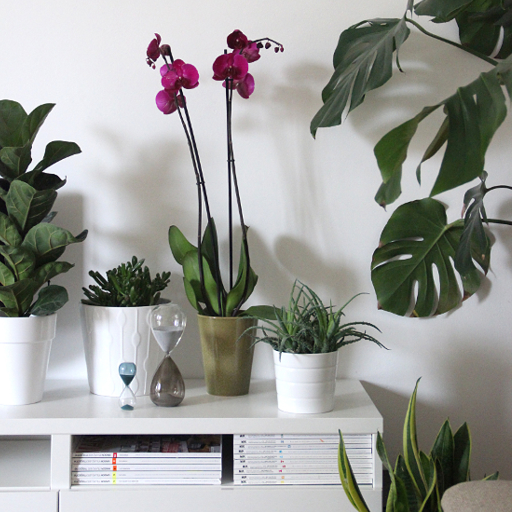 urban jungle bloggers bloomifique orchids featured
