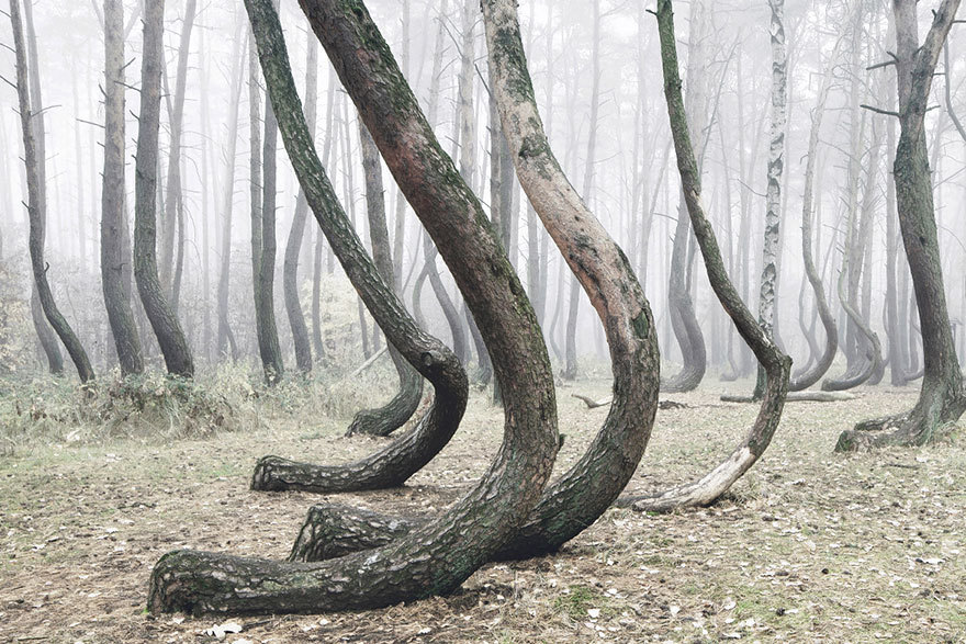 crooked forest krzywy las kilian schonberger poland 2
