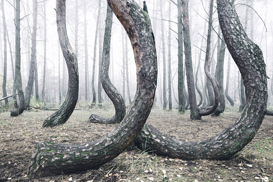 crooked forest krzywy las kilian schonberger poland 7
