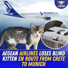 Ένα γατάκι χάθηκε σε αεροπλάνο, τι ακριβώς έχει συμβεί;