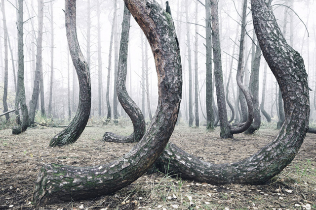 Το μυστηριώδες δάσος στην Πολωνία