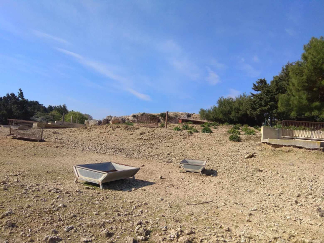 Νεκρά ελάφια στη Ρόδο: Μετά τις φωτιές, πεθαίνουν από την εγκατάλειψη