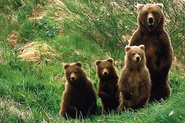 Πως ξύπνησαν οι αρκούδες στον Αρκτούρο