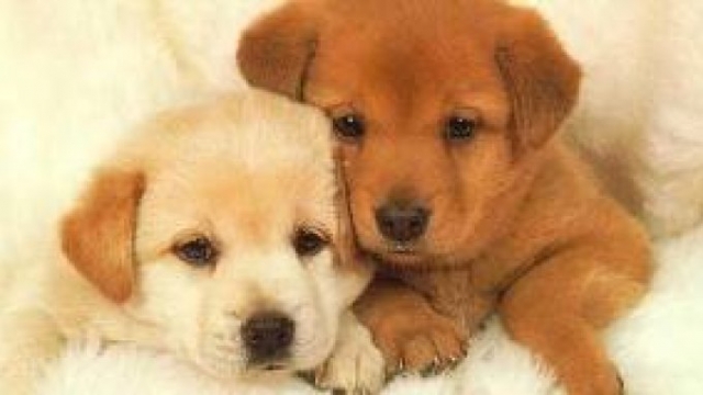 Τέλος στην πώληση κατοικίδιων ζώων από pet-shop βάζει η βρετανική κυβέρνηση