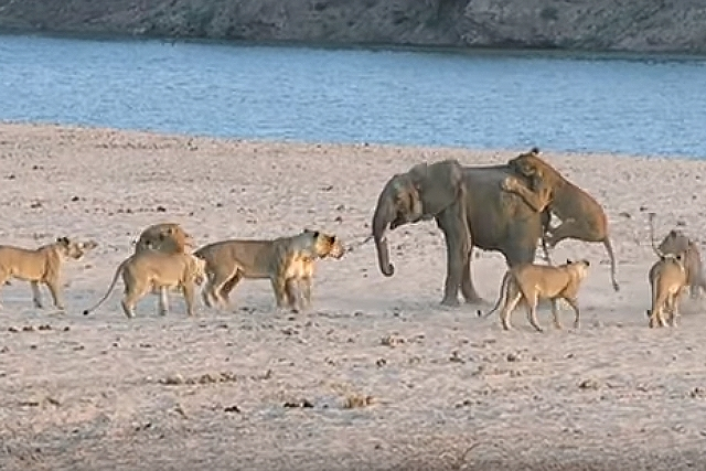 Ελεφαντάκι πάλεψε… σαν «λιοντάρι «για να γλυτώσει από 14 λιοντάρια (βίντεο)
