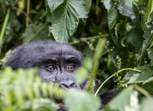 Ουγκάντα: Η αποψίλωση των δασών ωθεί τα ζώα στα δάση να τρώνε μολυσμένα περιττώματα νυχτερίδας
