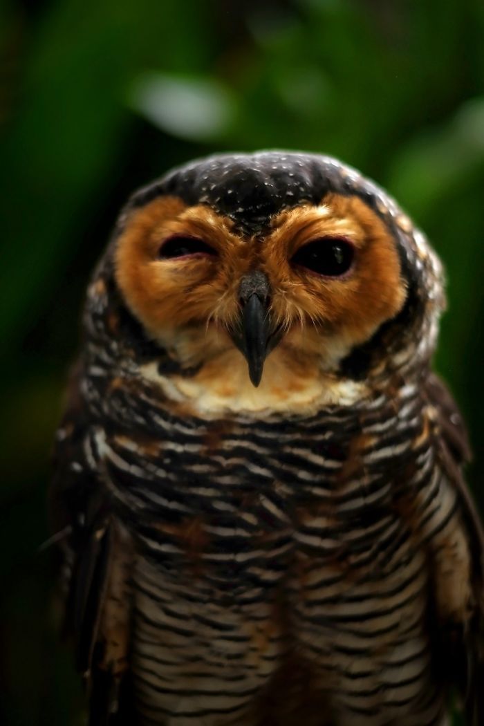 owl11