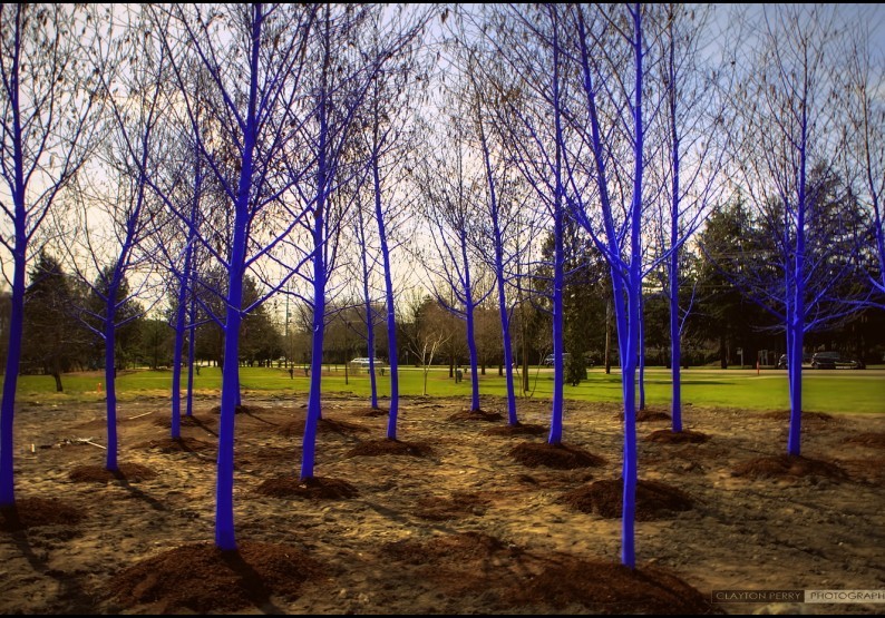 0005 03 23 Blue Trees Project 03 CPP 794x555