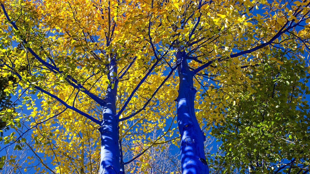 003 blue trees 1080x608