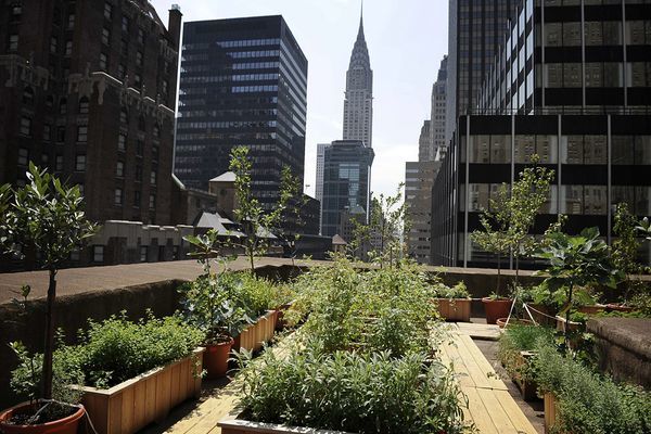 earth day urban farming new york rooftop 51631 600x4501