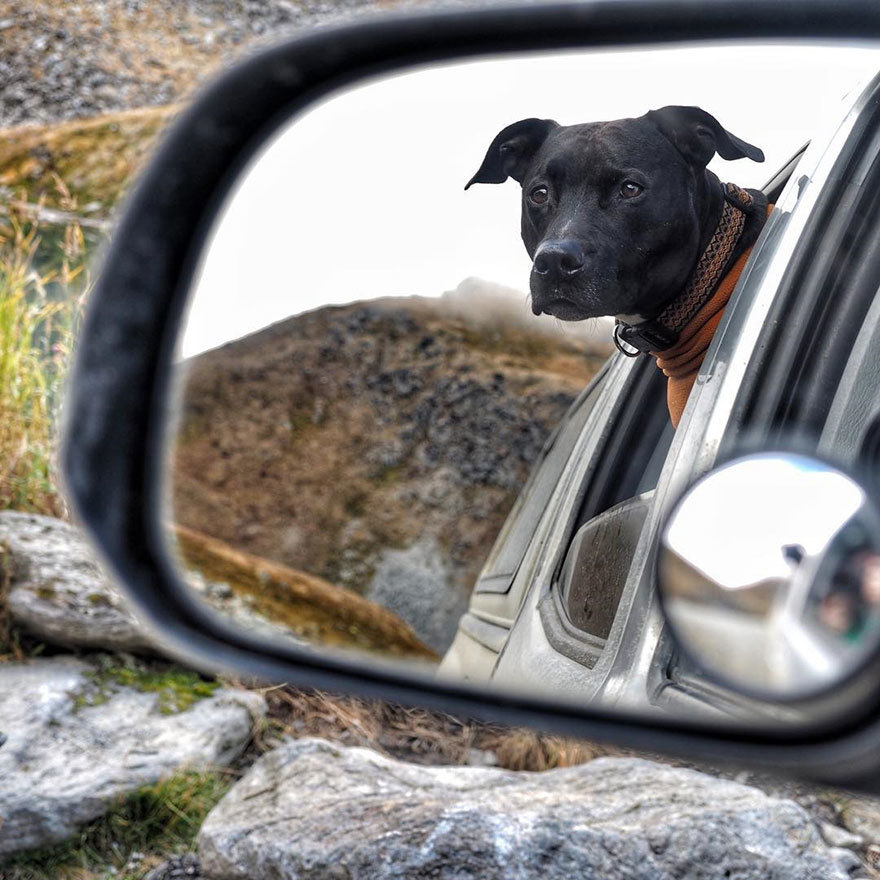 truck travel with dog dwayne parton alaska