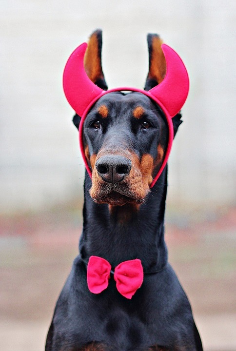 Doberman Dress Dog Carnival Dog Devil Horns 1193289