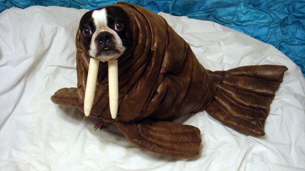 Walrus Pet Halloween Costume