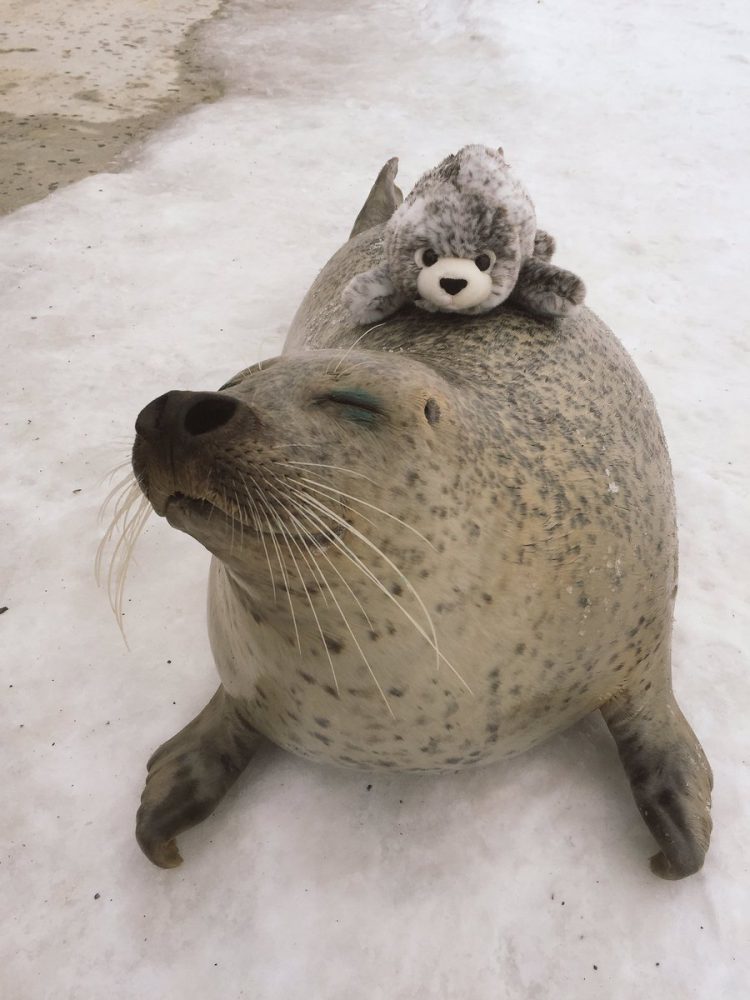 seal hugs plush toy 1