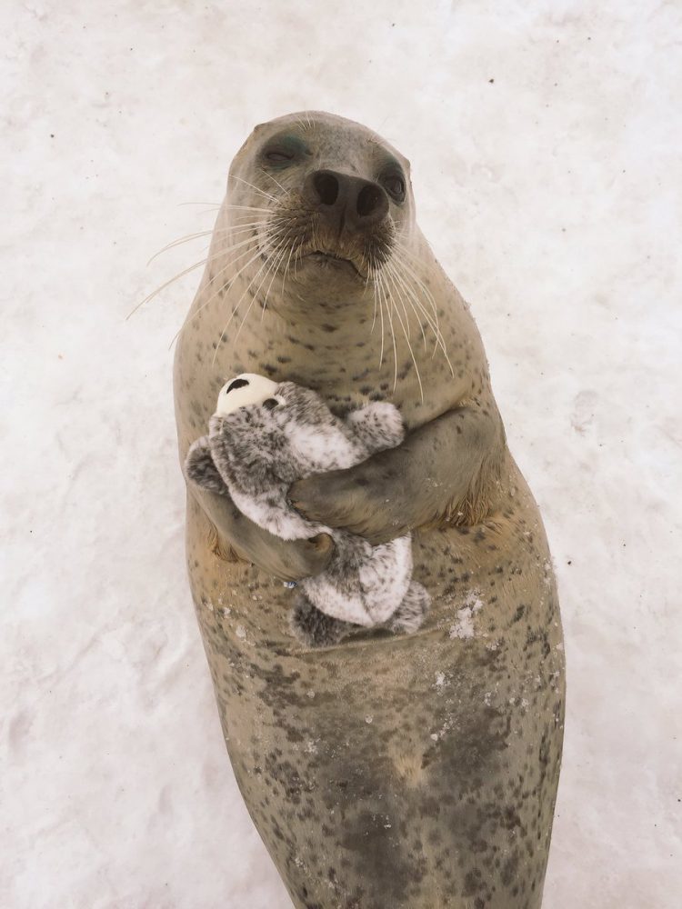 seal hugs plush toy 2