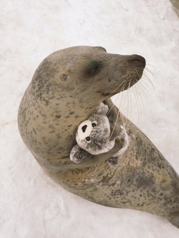 seal hugs plush toy 3