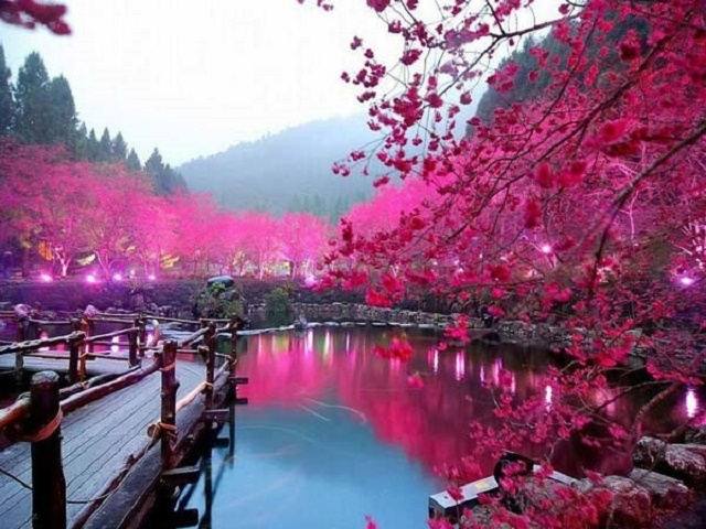 Η εκπληκτική λίμνη με τις κερασιές