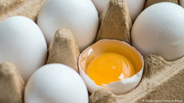 Η Γερμανία απέκρυψε ότι το εντομοκτόνο Fipronil πέρασε σε τρόφιμα με αυγά