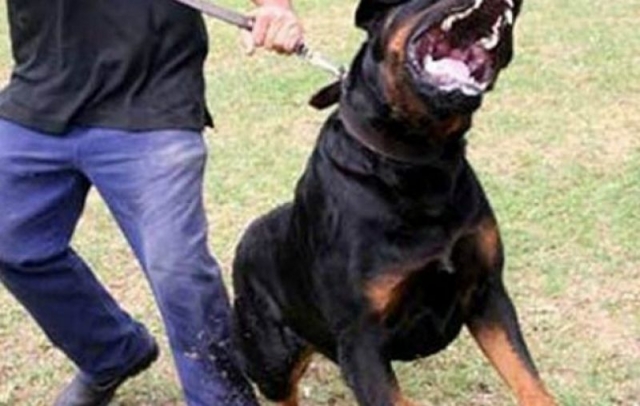 Τραγωδία στην Κοζάνη: Σκυλιά τραυμάτισαν θανάσιμα 5χρονο!