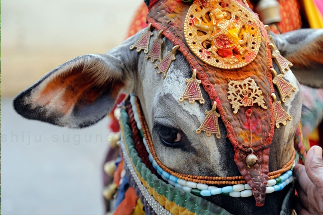 Οι Θεές αγελάδες της Ινδίας
