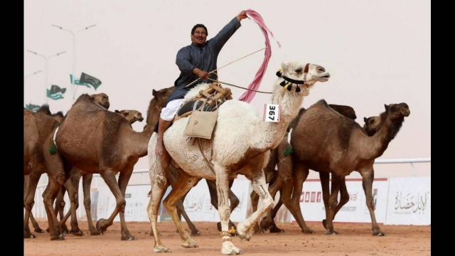 Έκαναν μπότοξ σε καμήλες για να κερδίσουν σε διαγωνισμό ομορφιάς (βίντεο)