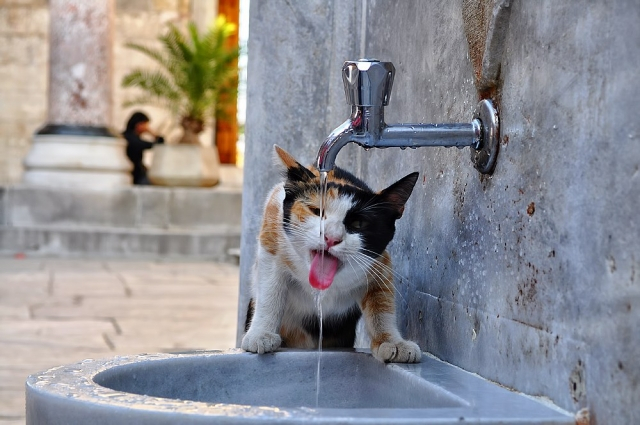 Γνωρίζατε ότι υπάρχει «διακόπτης» που ρυθμίζει τη δίψα μας;
