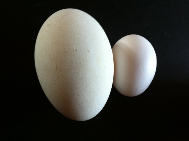 Τα μεγέθη των αυγών