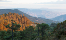 Λιγότερες πυρκαγιές, μεγάλη βιοποικιλότητα: ποιο είναι το μυστικό της επιτυχίας στα δάση του Μεξικού;