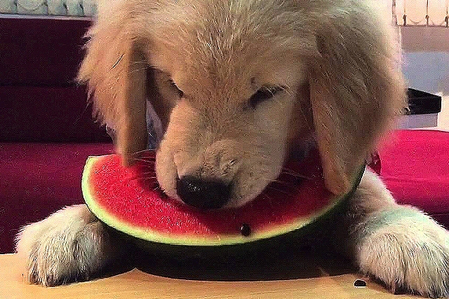 Ποια φρούτα πρέπει να δίνουμε στους σκύλους;