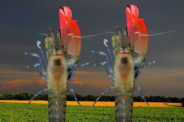 Μια γαρίδα με το όνομα Pink Floyd