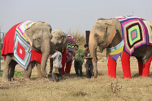 Πουλόβερ - μαμούθ για την προστασία των ελεφάντων από το κρύο
