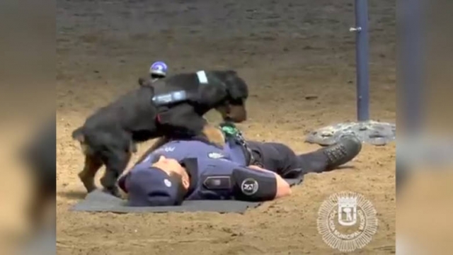 Poncho, ο σκύλος της αστυνομία της Μαδρίτης, που κάνει… μαλάξεις