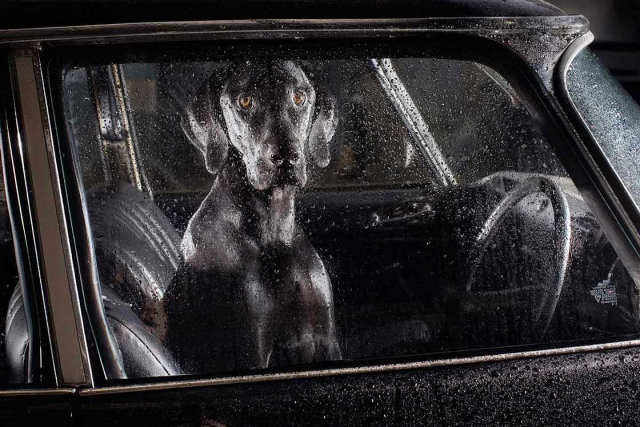 «The Silence of Dogs in Cars» ένα project που συγκλονίζει