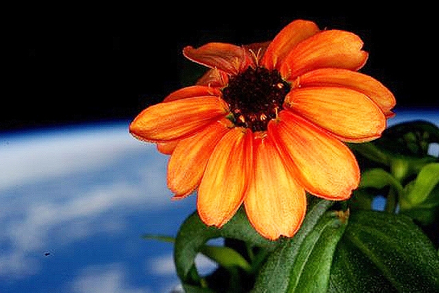 Άνθισε το πρώτο λουλούδι στο διάστημα