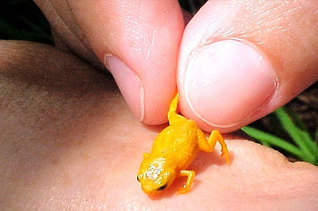 Ο πιο μικροσκοπικός βάτραχος του κόσμου