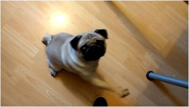 Χρήστης του YouTube καταδικάστηκε για βίντεο με σκύλο που... χαιρετάει ναζιστικά