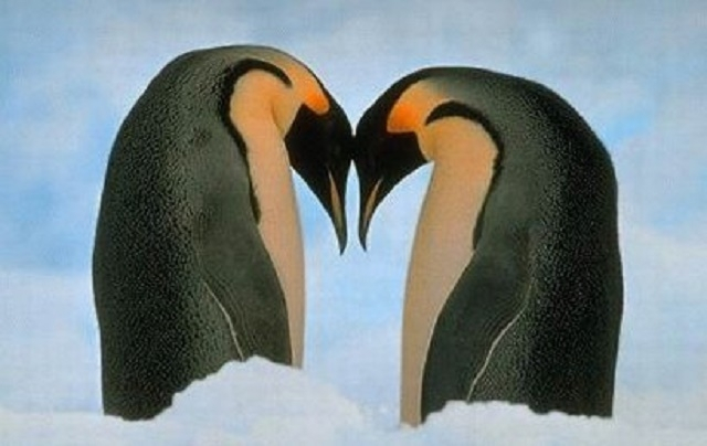 Τα μυστικά ενός καλού γάμου δια «στόματος»... πιγκουίνων