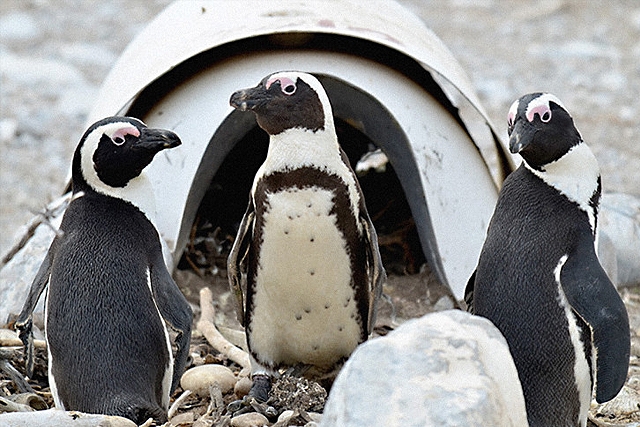 Tεχνητές φωλιές για να σωθούν οι πιγκουίνοι της Αφρικής