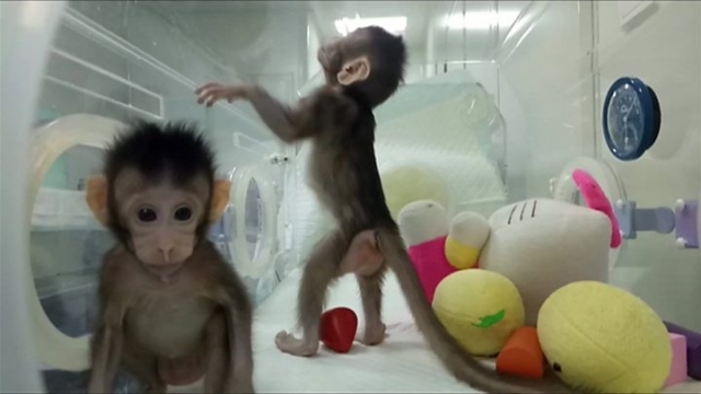 Οι πρώτες μαϊμούδες κλώνοι στην Κίνα