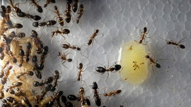 Μυρμήγκια… καμικάζι αυτοκτονίας