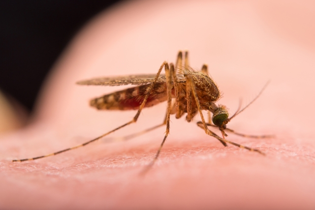 3 Φυσικοί τρόποι για να απαλλαγείτε από τα κουνούπια