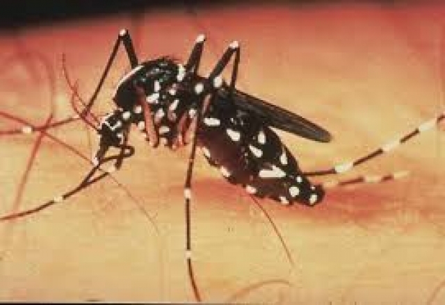 Στειρώνουν τα θανατηφόρα κουνούπια «τίγρης»