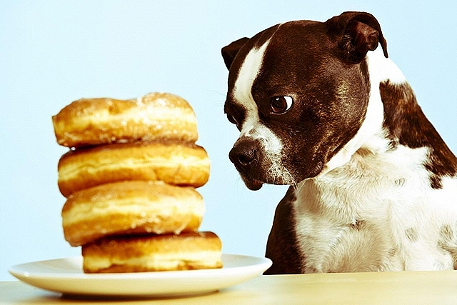 Αν αγαπάς τον σκύλο σου μην του δίνεις αυτές τις τροφές