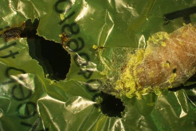 Κάμπιες που τρώνε πλαστικό θα δώσουν λύση στο περιβαλλοντικό πρόβλημα