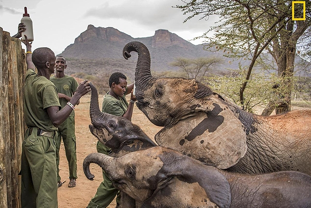 Ένα καταφύγιο ελεφάντων στην Αφρική